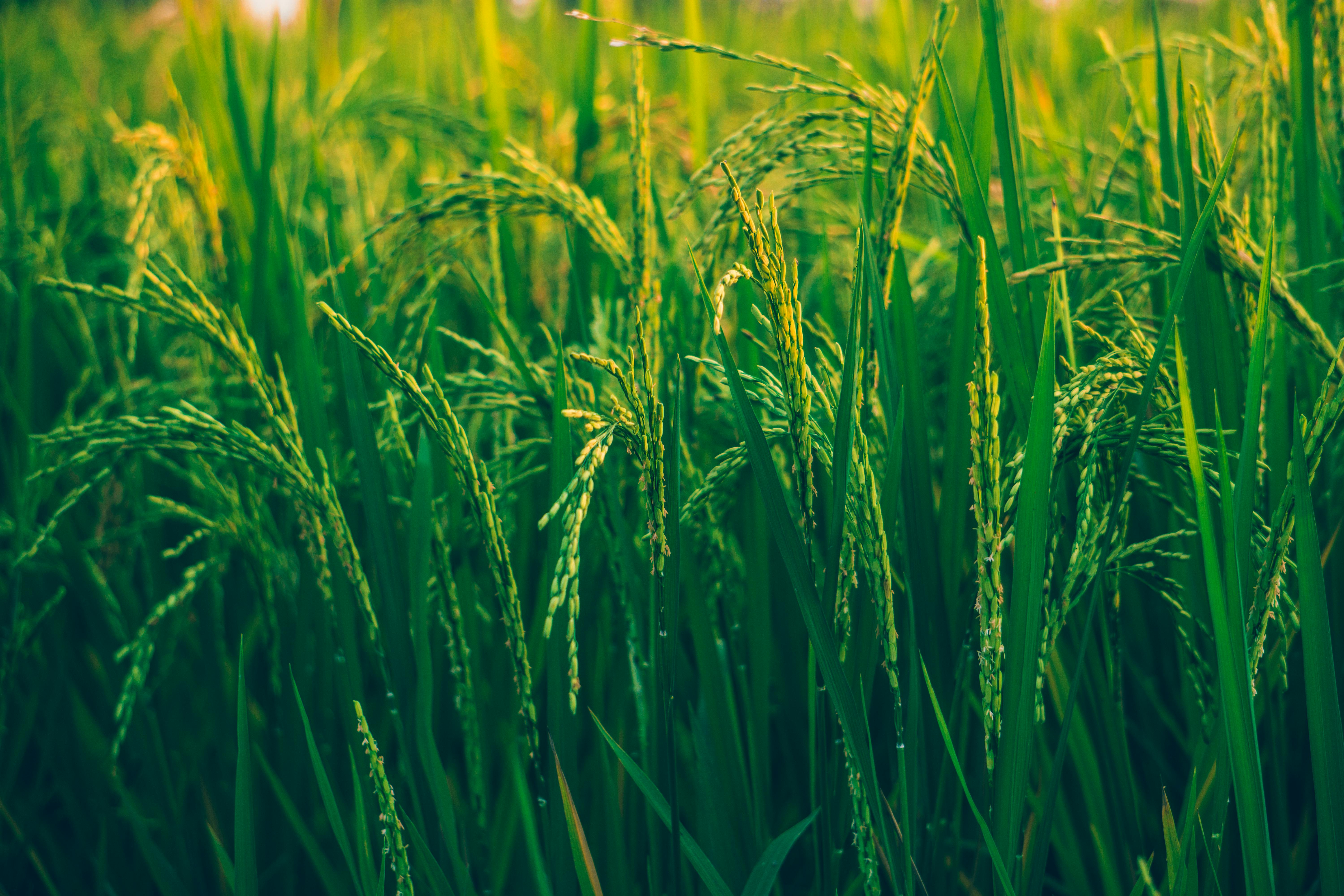 Fachschule Agrarwirtschaft - Klasse 1Staatlich geprüfte Wirtschaftlerin/staatlich geprüfter Wirtschafter